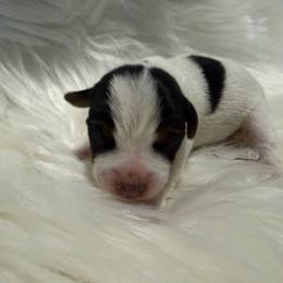 Girl 1 (name pending) - Tri-color female Jack Russell Terrier puppy in Yakima County, Washington from Saddle Rock Kennels