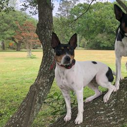 Rat Terriers from Mardi Gras Kennels