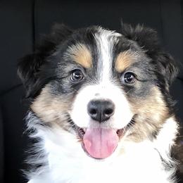 Australian Shepherd Puppies from Mountain Trail Aussies