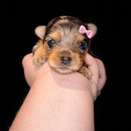 Vivian 3500 - Parti female Yorkshire Terrier puppy in Midland, Texas from Southern Yorkie Pies