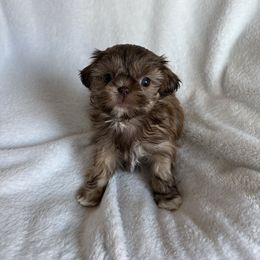 AKC  Bo peep - Red and tan female Shih Tzu puppy in Las Vegas, Nevada from Vegas Shih Tzus