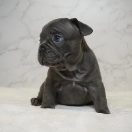 George - Blue male French Bulldog puppy in Citrus Heights, California from Cali Rooted Bullyz