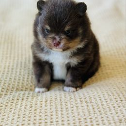 Farley - Chocolate parti male Pomeranian puppy in Canandaigua, New York from Fingerlakes Pomeranians