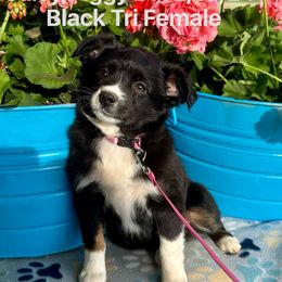 Australian Shepherd Puppies from Worsham’s Toys and Minis Australian Shepherds