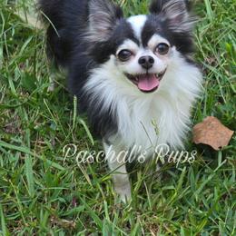 Harley - Chihuahua