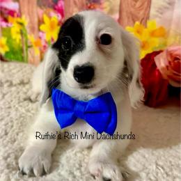 Boy two - Black and cream male Dachshund puppy in Lakeland, Florida from Ruthie’s Rich Mini Dachshunds