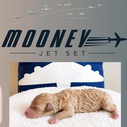 Girl 2 - female Poodle puppy in Dallas, Texas from Cityscape Moyen Poodles