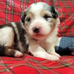 Australian Shepherd Puppies from Winsome Aussies