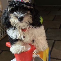 Prince Henry Charming - Black and white male Havanese puppy in North Richland Hills, Texas from A Royal Havanese Court