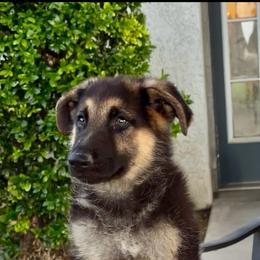 Zeus - Black and tan male German Shepherd puppy in Whitewater, California from Vom Haus Metzler Shepherds