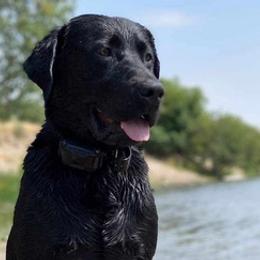Dilute Retrievers and Labrador Retrievers from Nebraska Strong Labradors
