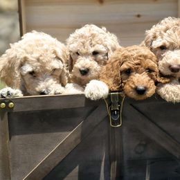 Labradoodles from My Cuddly Doodles