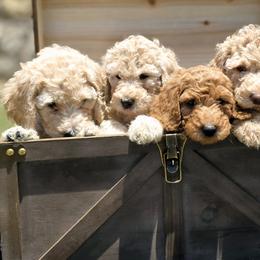 Labradoodles from My Cuddly Doodles