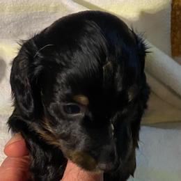 NICKI AKC REGISTERED MALE - Black and tan male Dachshund puppy in Elizabethtown, Kentucky from Teeny Tiny Puppy Tails