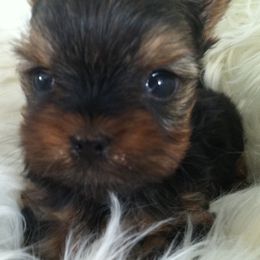 Yorkshire Terriers from Kay's Yorkshire Terriers