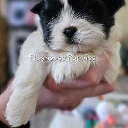 Jasmine - Black and white female Shih Tzu puppy in Lebanon, Missouri from Playhouse Puppies