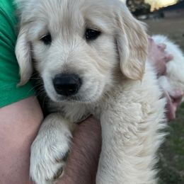Golden Retriever Puppies from Panhandle PawsNClaws