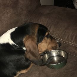 Bricks - Basset Hound