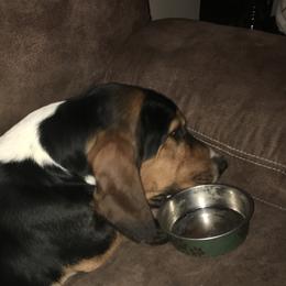 Bricks - Basset Hound