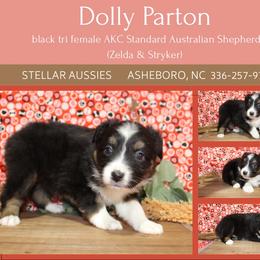 Dolly Parton - Black tri-color female Australian Shepherd puppy in Asheboro, North Carolina from Stellar Aussies
