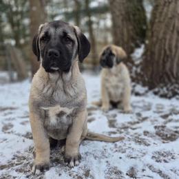 Michael - Gray fawn male Anatolian Shepherd Dog puppy in Jackson, New Jersey from Homestead Heaney