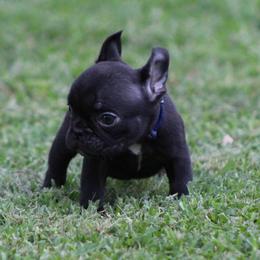 Navy Blue Collar - Black female French Bulldog puppy in Tyler, Texas from Texas Top Notch Frechies