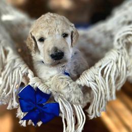 Kale - White male Poodle puppy in Springfield, Oregon from Valaurah Farms