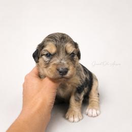 Savannah - Blue merle female Aussiedoodle puppy in Weatherford, Texas from Grand Ole Aussies