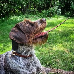 Vreni - German Wirehaired Pointer
