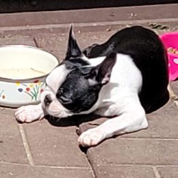 Boston Terrier Puppies from Big Sky Bostons