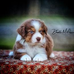 Huck - Red tri-color male Australian Shepherd puppy in Olivehurst, California from Double M Aussies