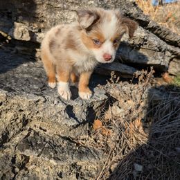 Miniature American Shepherd and Miniature Australian Shepherd Puppies from Trailside Mini Aussies