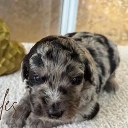 Freckles - Blue merle female Bernedoodle puppy in Fort Pierce, Florida from Gentle Giants Doodle Co.