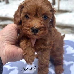 Andri - Red female Shihpoo puppy in Traverse City, Michigan from Riyem Wildflower Farms