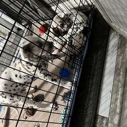 Dalmatian Puppies from Louisiana Roux Dalmatians