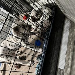 Dalmatian Puppies from Louisiana Roux Dalmatians