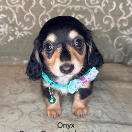 Onyx - Black and cream female Dachshund puppy in Lexington, Oklahoma from BooneDox Miniature Dachshunds