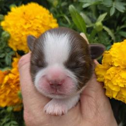 Chocolate spotted boy - Liver and white male Shih Tzu puppy in Vinita, Oklahoma from Locust Creek Shih Tzu & Havanese