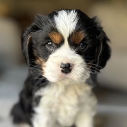 Tri-Color Boy 2 - Tri-color male Cavalier King Charles Spaniel puppy in Pleasant Hill, Iowa from Harvest Creek
