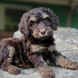 Aussiedoodles, Bernedoodles, and Cockapoos from Jam's Doodles And Poodles