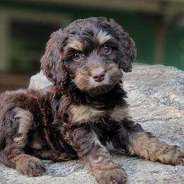 Aussiedoodles, Bernedoodles, and Cockapoos from Jam's Doodles And Poodles