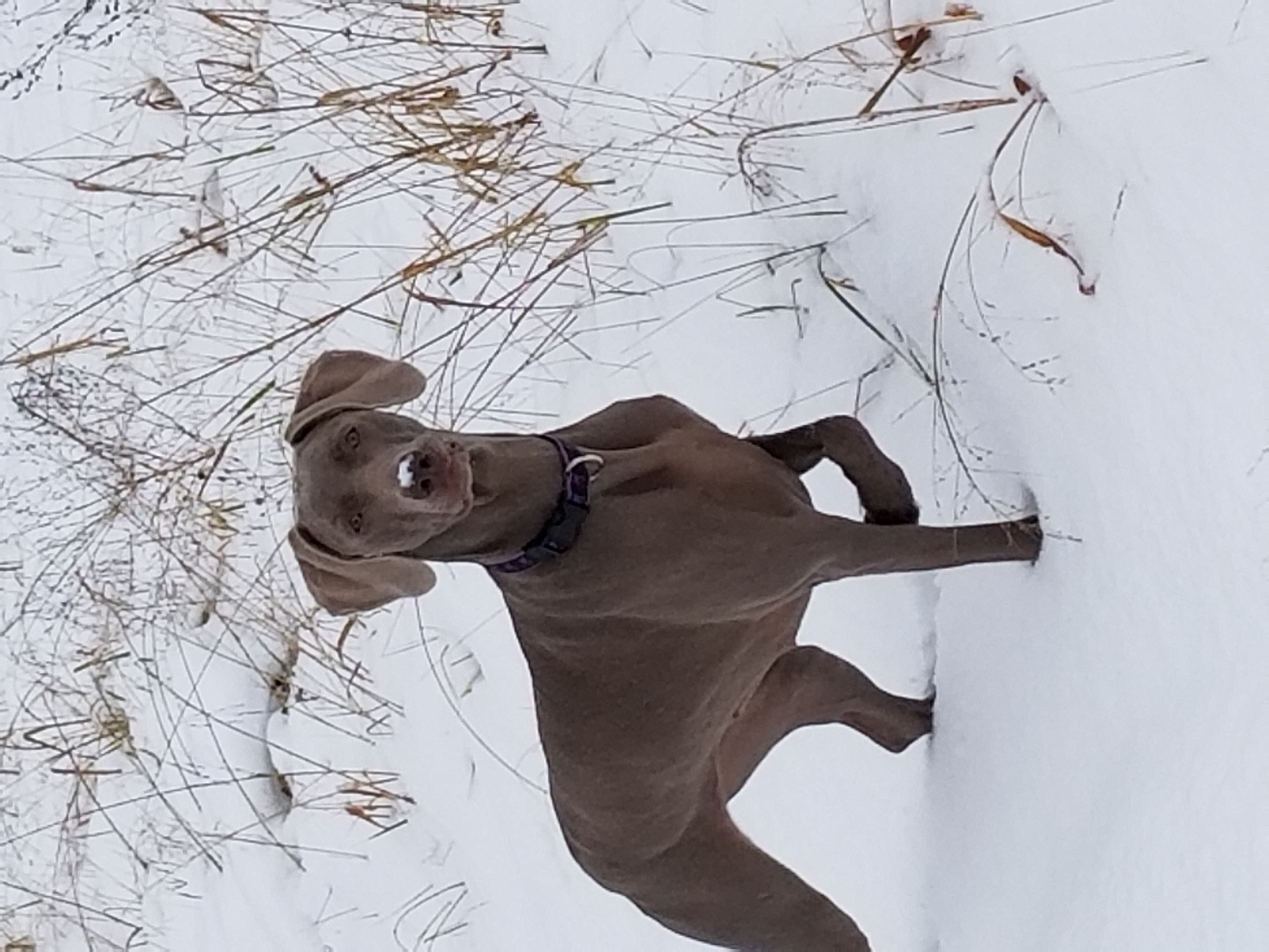 Pearl - Weimaraner