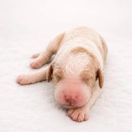 Ambrose - Parti male Goldendoodle puppy in Rocky Point, North Carolina from CelticDoods