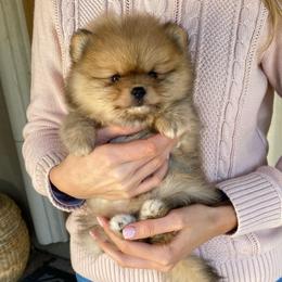 Charlie - Orange male Pomeranian puppy in Citrus Heights, California from Yev and Marina's Pomeranians (AKC)