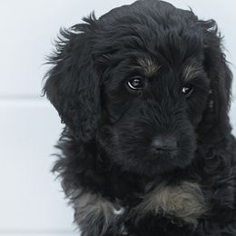Boy 5 - Phantom Bernedoodle puppy in Vinita, Oklahoma from American Poodles and Doodles