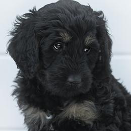 Boy 5 - Phantom Bernedoodle puppy in Vinita, Oklahoma from American Poodles and Doodles