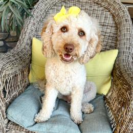 Loa - Cavapoo