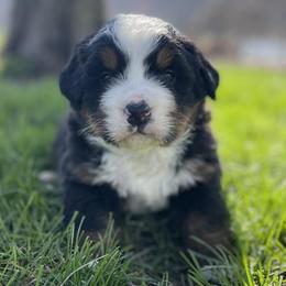 Bernese Mountain Dog Puppies from Corner Stone Bernese Mountain Dogs
