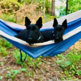 Annabella - Scottish Terrier