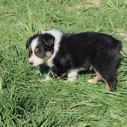 Dyna - Black tri female Miniature Australian Shepherd puppy in Leonard, Texas from Tin Roof Aussies